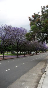 Jacaranda blooming